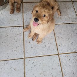 Golden Retriever Puppies from Golden Coast Kennels