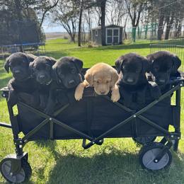 Labrador Retriever puppies from Ozatonka British Labs