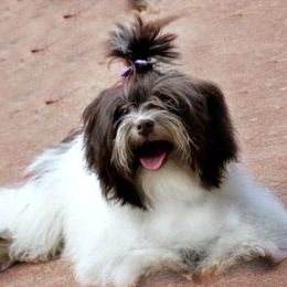 Kiss - Havanese