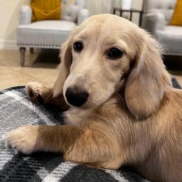 Josie - Dachshund