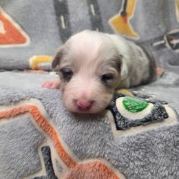 Mochi - Slate merle female Border Collie puppy in Gary, Indiana from Lake Ridge Border Collies