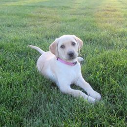 Labrador Retriever Puppies from Mountain Rose Labradors