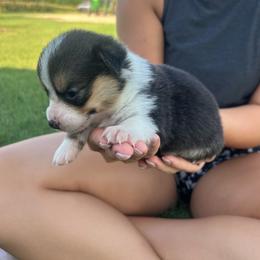 Girl 1 - Black and tan female Pembroke Welsh Corgi puppy in Honey Grove, Texas from JK Ranch Corgis