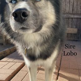 Siberian Huskies from MidNight Howls.