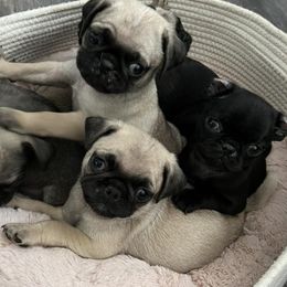 Pugs from Pawfect Raised Pugs