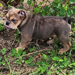 Janis Joplin - Fawn female Bulldog puppy in Lakeland, Florida from Fur Love And Puppies
