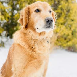 Annie - Golden Retriever