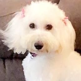 Aussiedoodles, Miniature Australian Shepherds, and Toy Australian Shepherds from Brandilyn's Aussies