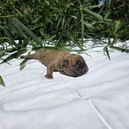 Persephone - Blue fawn female American Bully puppy in Perryville, Maryland from Household 6 Bullies, LLC