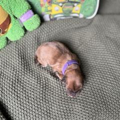 Donatello - Merle male Whoodle puppy in Gladewater, Texas from Kalin’s K9s