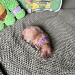 Donatello - Merle male Whoodle puppy in Gladewater, Texas from Kalin’s K9s