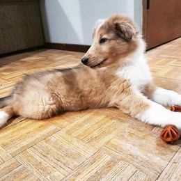 Collie Puppies from High Altitude Collies
