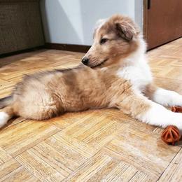 Collie Puppies from High Altitude Collies