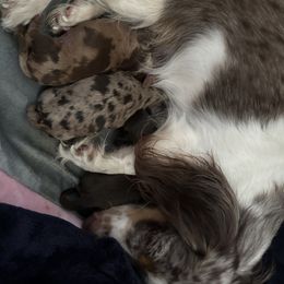 Dachshund Puppies from Pine Grove Doxies