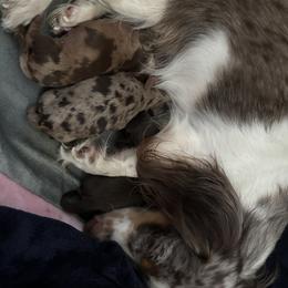 Dachshund Puppies from Pine Grove Doxies