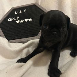 Girl 2 - Black female Pug puppy in Norborne, Missouri from Pug Palace