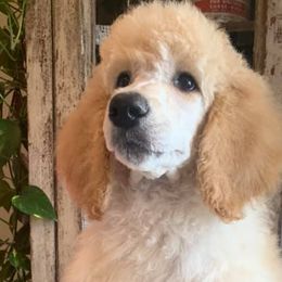 Poodles from Red Tree Farm Standard Poodles