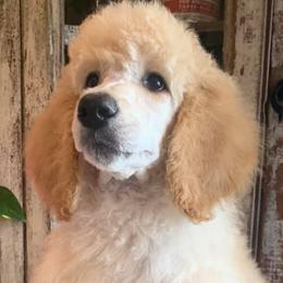 Poodles from Red Tree Farm Standard Poodles