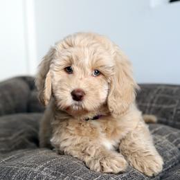 Josie - Cream female Australian Labradoodle puppy in Williamstown, New York from Lewis Manor Labradoodles