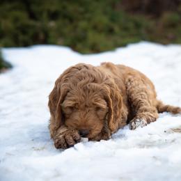Goldendoodle Puppies from Denver Doodles