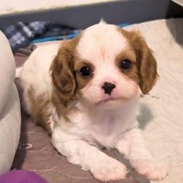 Moe - Blenheim male Cavalier King Charles Spaniel puppy in Stilwell, Oklahoma from Love Bug Cavaliers