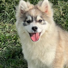 Jasper - Silver Pomsky puppy in Saint Paris, Ohio from PomskyParadise