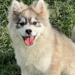Jasper - Silver Pomsky puppy in Saint Paris, Ohio from PomskyParadise