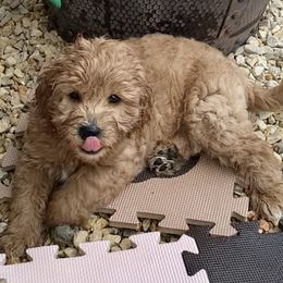 Goldendoodle Puppies from Grace of God Goldendoodles