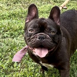 Latte - French Bulldog puppy in Bergen County, New Jersey from Skye Blue Frenchies