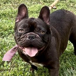 Latte - French Bulldog puppy in Bergen County, New Jersey from Skye Blue Frenchies