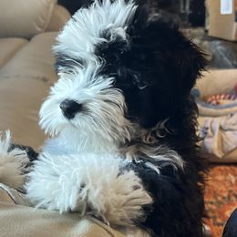 Aussiedoodles and Cockapoos from Lisa’s Curly Puppies