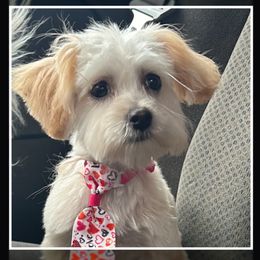 Buddy - Maltipoo