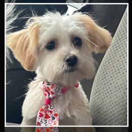 Buddy - Maltipoo