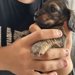 Girl 1 - Red female Dachshund puppy in Benton City, Washington from DOXA Miniature Dachshunds