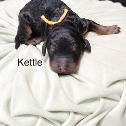 Kettle - Phantom male Goldendoodle puppy in Pasco, Washington from Camp Doodle Woods