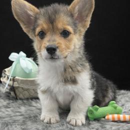Charlie - Black and tan male American Corgi puppy in Missouri from Country Legends Aussies & Corgis