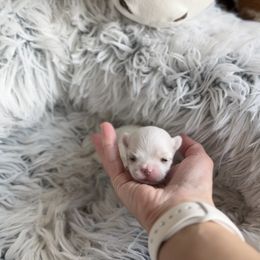 Doechii - White male Maltese puppy in Mc Kinney, Texas from Made to Love Maltese LLC