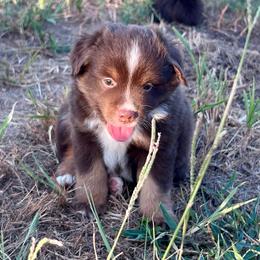 Valor - Red tri-color male Miniature American Shepherd puppy in Canton, Texas from Knockout Aussies & MAS