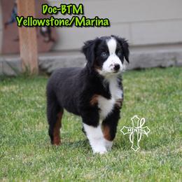 Doc - Black tri male Miniature American Shepherd puppy in Elgin, Oregon from Cross L Miniature American Shepherds