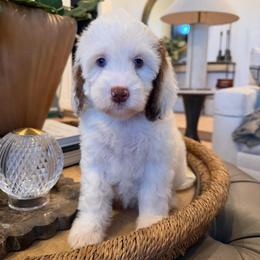 Violet Girl - Tri-color female Bernedoodle puppy in Modesto, California from Two Doods Doodles