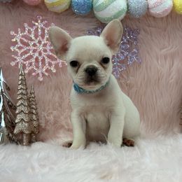 Aspen - Cream male French Bulldog puppy in Tulsa, Oklahoma from EvergreenEliteKennel