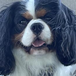 Bennie - Cavalier King Charles Spaniel