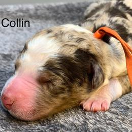 Collin - Chocolate merle male Bernedoodle puppy in New Ringgold, Pennsylvania from Hawk Mountain Doodles