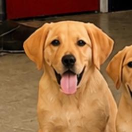 Obi (Black Collar) - Yellow male Dilute Retriever puppy in Baldwin City, Kansas from Hedge Lane Labradors
