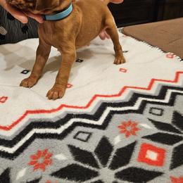 Templeton - Golden rust male Vizsla puppy in Bruce Twp, Michigan from Stoney Creek's Vizslas