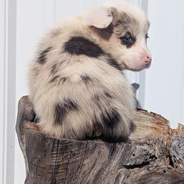 Maple - Sable merle and white female Cardigan Welsh Corgi puppy in Hotchkiss, Colorado from Bell S Ranch