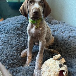 Clever - German Shorthaired Pointer puppy from GSP Pointer Family