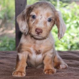 Caramel Purebred Family Raised DNA Tested Parents - Dapple female Dachshund puppy in Haines City, Florida from Divine Poodle Paradise Standard Poodles & Divine Dachshunds