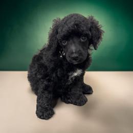 Mr. Richard - Black male Poodle puppy in Gainesville, Florida from Pet Inn Xxweetdoodles
