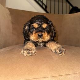 Buzz - Black white and tan male Cocker Spaniel puppy in Tucson, Arizona from Desert Puppies